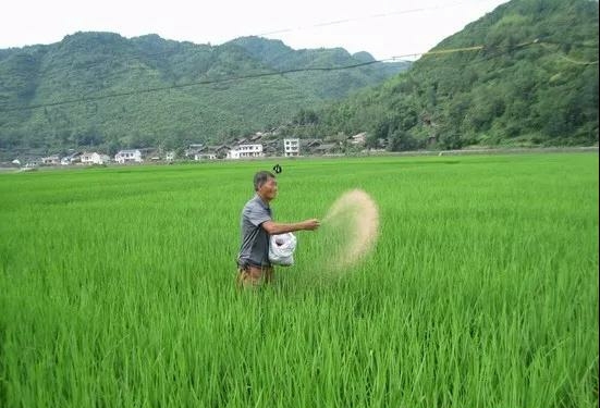 _好水稻化肥长势用什么肥料_水稻的化肥种类和用量