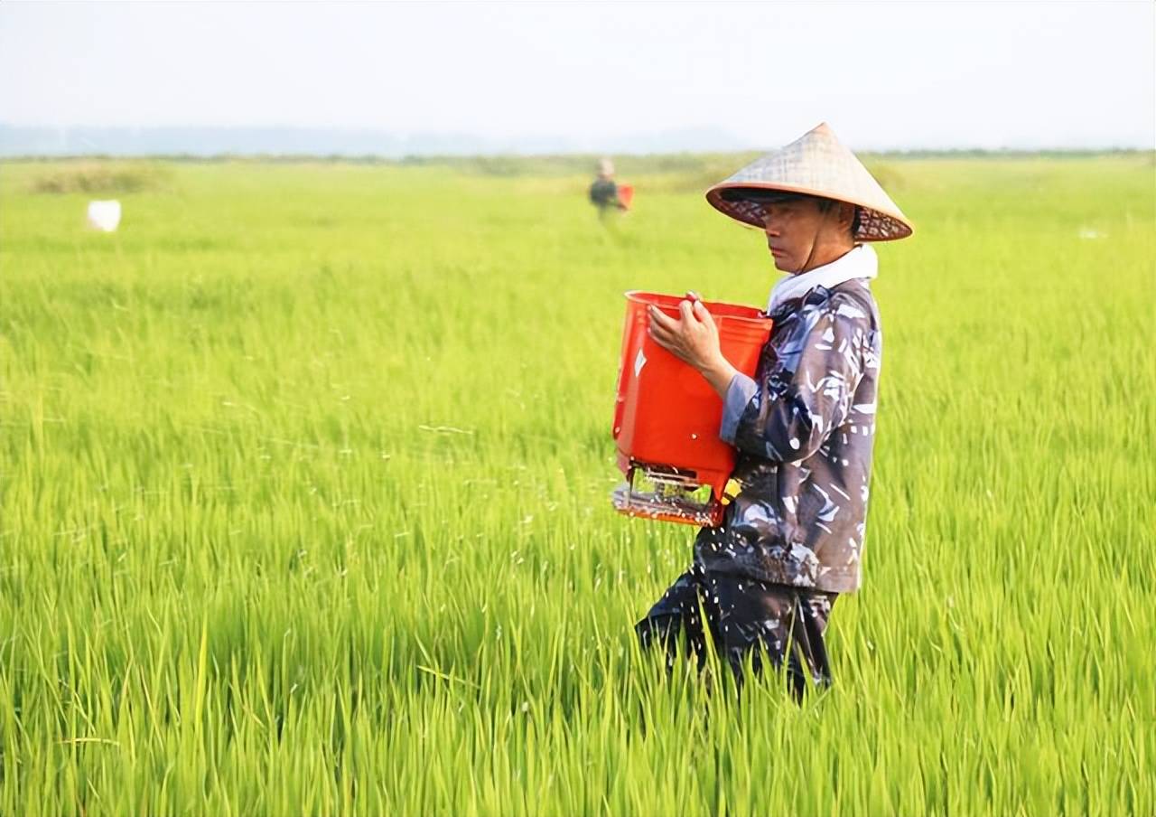 好水稻化肥长势用什么肥料_水稻的化肥种类和用量_