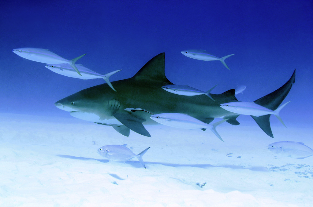 公牛鲨吃鲨鱼的图片__公牛鲨攻击人