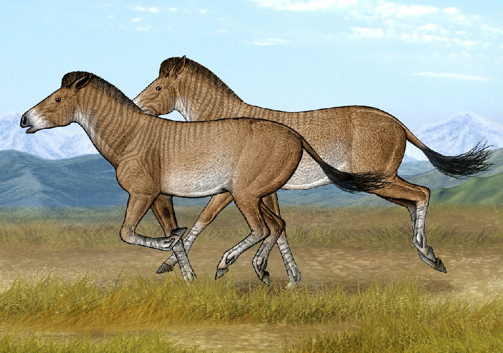始祖马的进化过程__始祖马化石图片