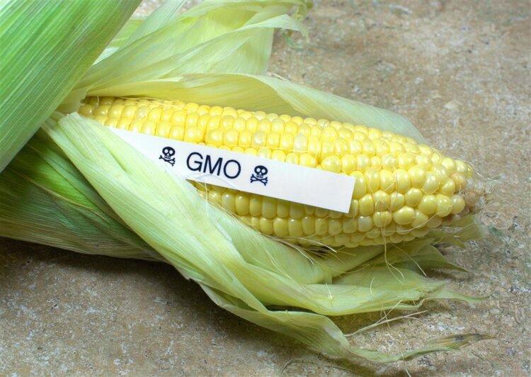 转基因食品(能买到的转基因食品有哪些？)
