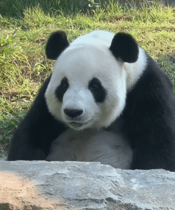大熊猫的资料