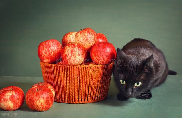 猫咪可以吃什么水果？这六种水果给猫咪吃，营养高还不贵