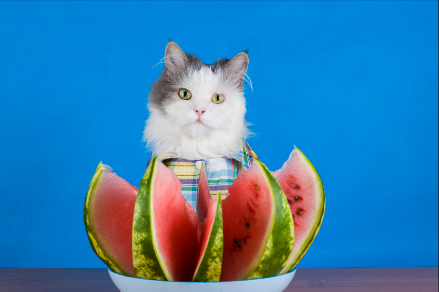 猫咪可以吃什么水果？这六种水果给猫咪吃，营养高还不贵