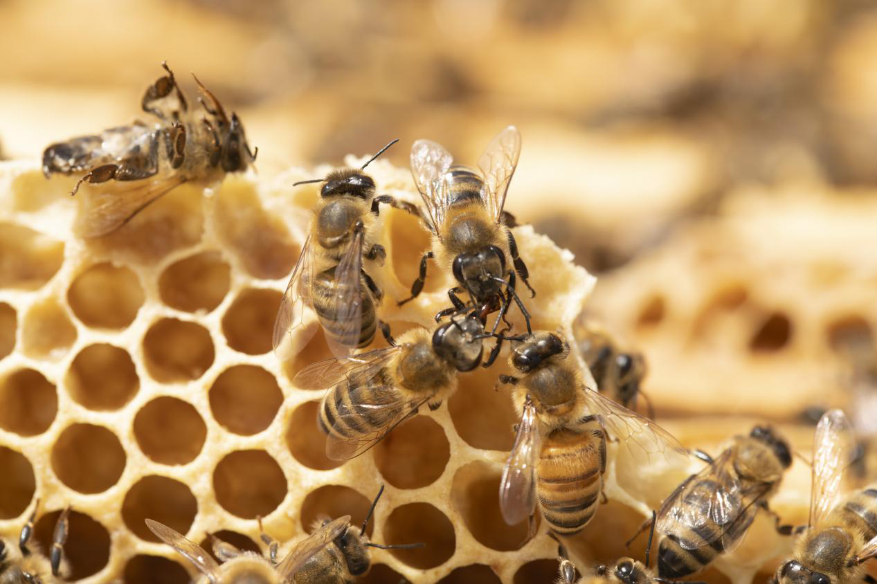 蜜蜂如何采蜜 蜜蜂如何产蜂蜜？蜜蜂采蜜的过程