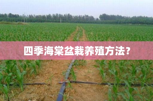 四季海棠盆栽养殖方法？