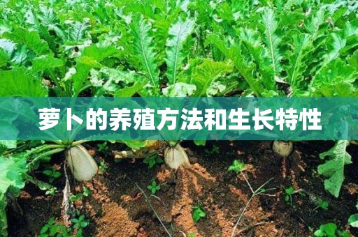 萝卜的养殖方法和生长特性