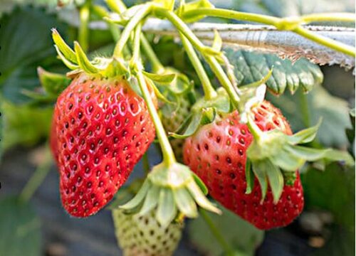 草莓软果病__发软的草莓能吃吗