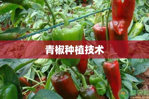 青椒种植技术
