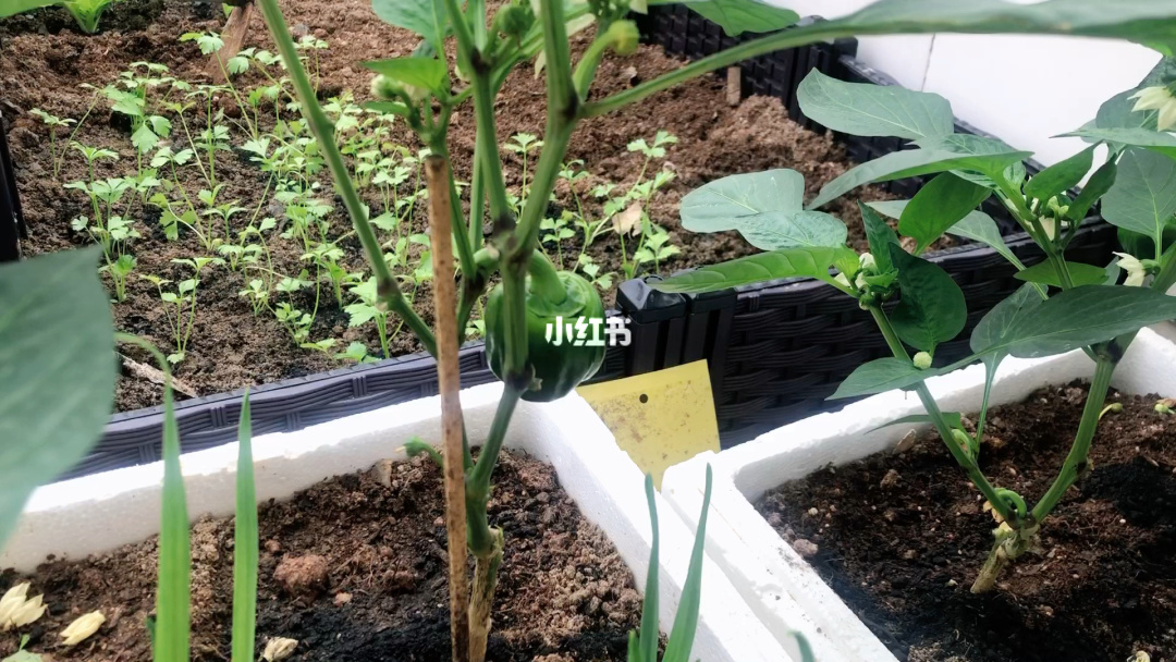 青椒种植技术要点_青椒种植技术及剪枝技术_
