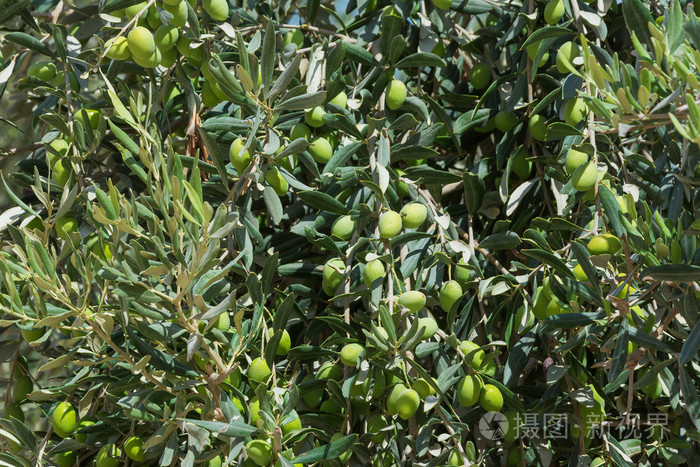 橄榄高产栽培__栽培橄榄丰产树技术要求