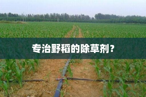 专治野稻的除草剂？