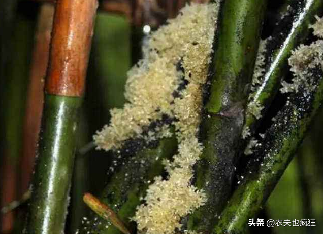俗称“竹燕窝”，是竹子上的天然山珍，营养媲美燕窝，遇到请珍惜