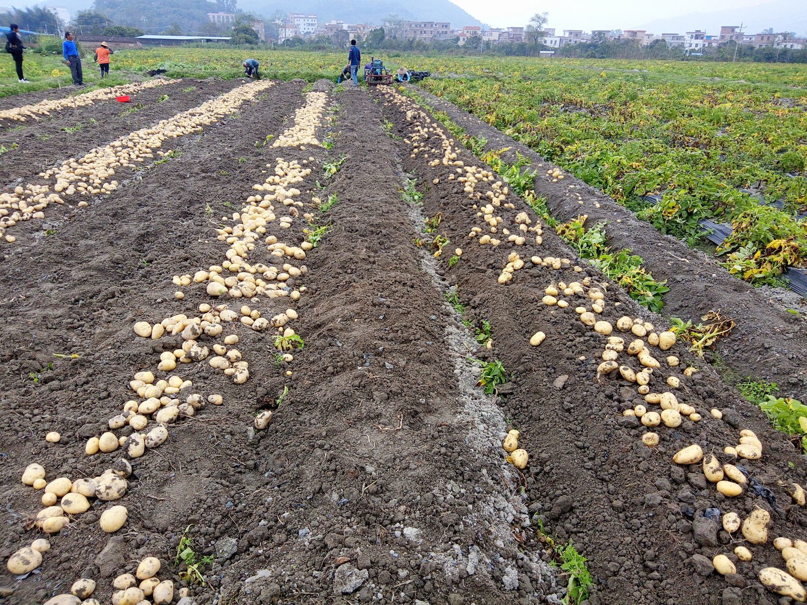 土豆季节种植技术要点__土豆季节种植方法