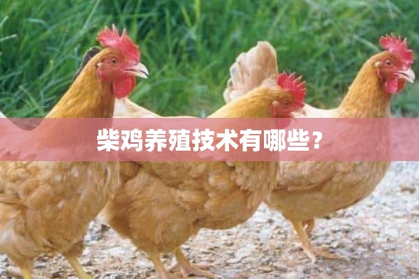 柴鸡养殖技术有哪些？