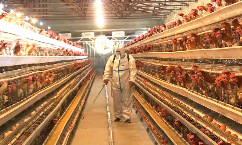 柴鸡养殖前景如何_养殖技术柴鸡有哪些品种_