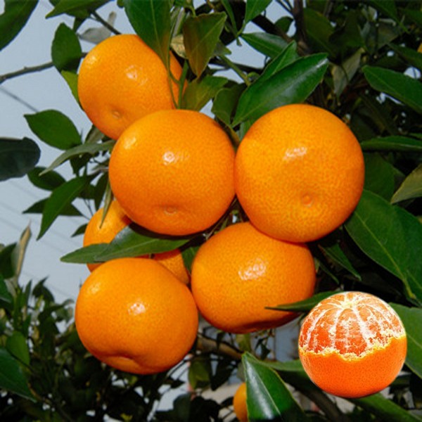 教你怎么种橘子，学会就不用买了！