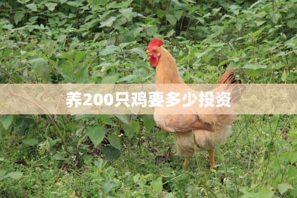 养200只鸡要多少投资
