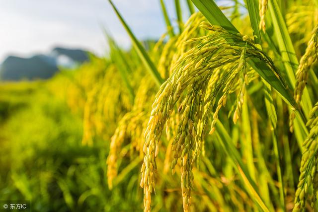 _杂交水稻最高产量适合什么地方种？_杂交水稻最高产量适合什么地方种？