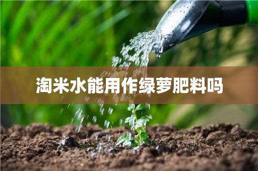 淘米水能用作绿萝肥料吗