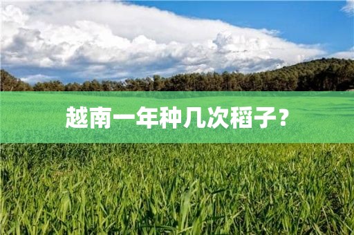 越南一年种几次稻子？