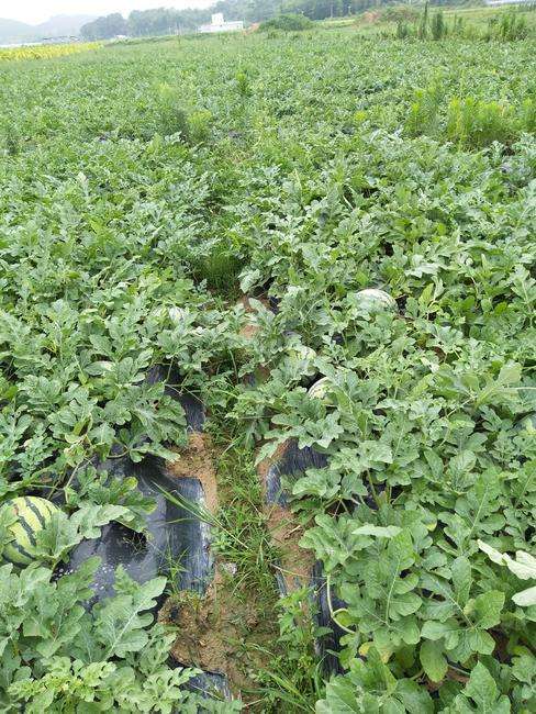 露天西瓜种植详细方法__槟榔芋种植的详细方法