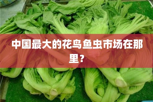 中国最大的花鸟鱼虫市场在那里？