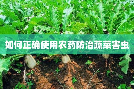如何正确使用农药防治蔬菜害虫