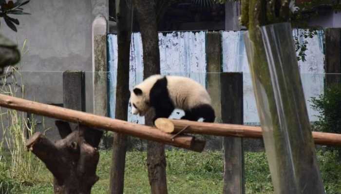 熊猫有几个品种 中国大熊猫有几个品种