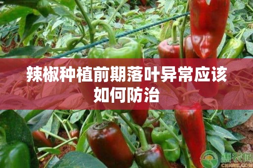 辣椒种植前期落叶异常应该如何防治