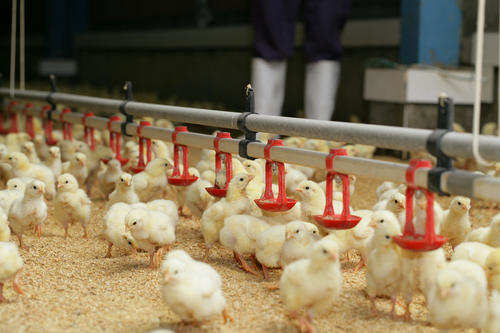 养鸡饲养员的基本工作是什么_饲养员的重要性_