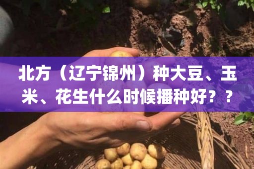 北方（辽宁锦州）种大豆、玉米、花生什么时候播种好？？