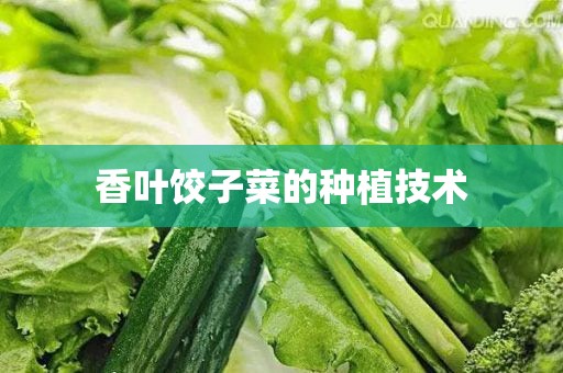 香叶饺子菜的种植技术