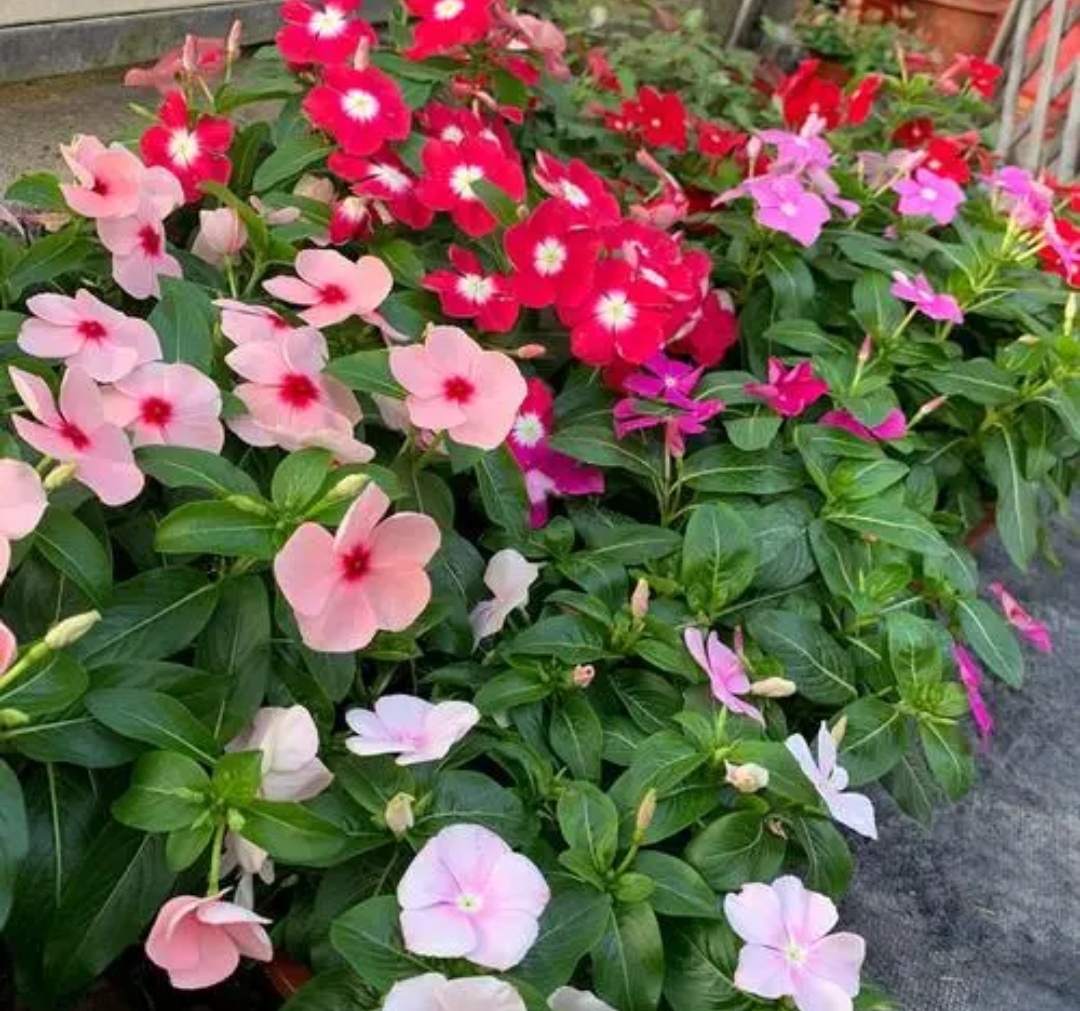 分享6种夏天适合种的花，别缺水少肥，天气越热开花越多