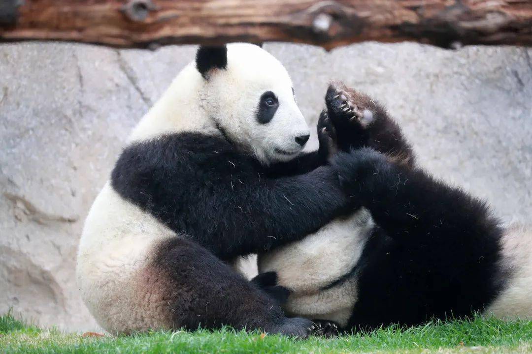 _熊猫鼠多大能繁殖_刚出生的熊猫和老鼠一般大小