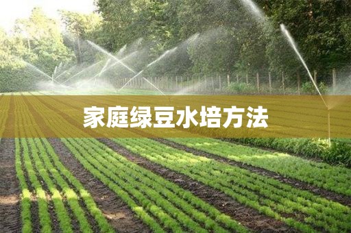 家庭绿豆水培方法