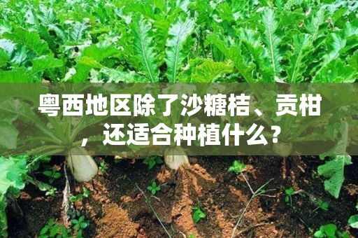 粤西地区除了沙糖桔、贡柑，还适合种植什么？