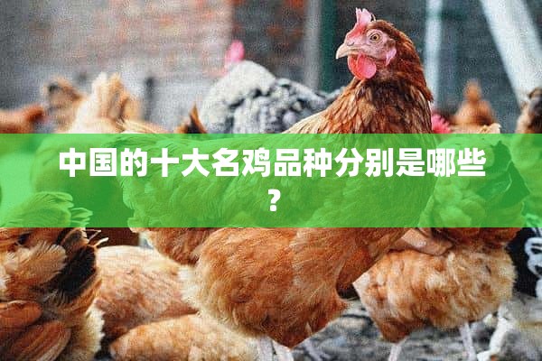 中国的十大名鸡品种分别是哪些？