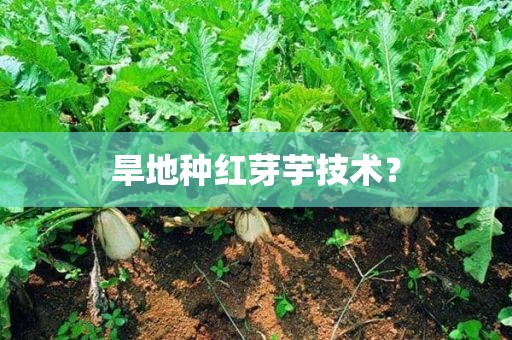 旱地种红芽芋技术？