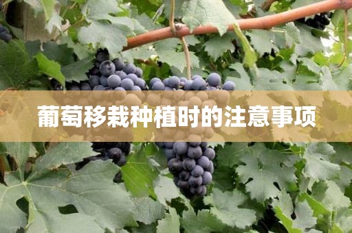 葡萄移栽种植时的注意事项