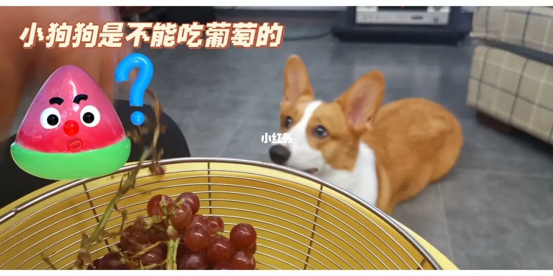 葡萄狗可以吃_葡萄狗吃了_