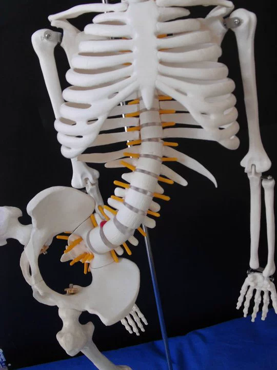 人体骨骼建模_人体骨骼模型制作_