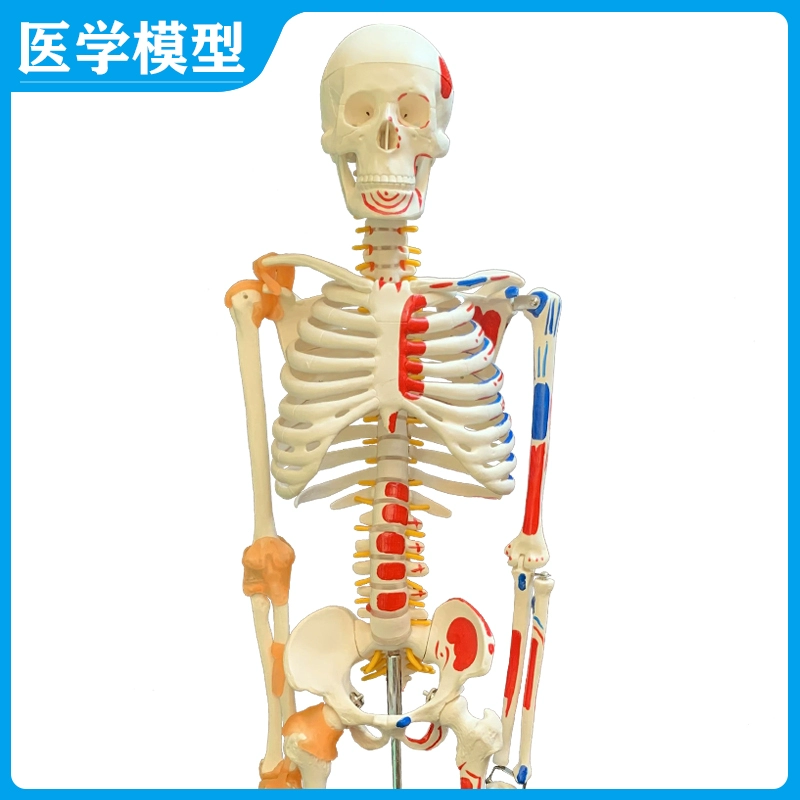 人体骨骼建模__人体骨骼模型制作