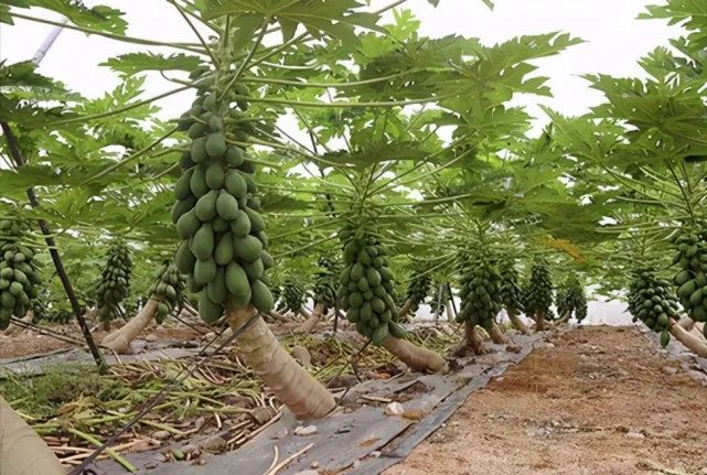 _盆栽养殖木瓜方法和技术_盆栽养殖木瓜方法视频