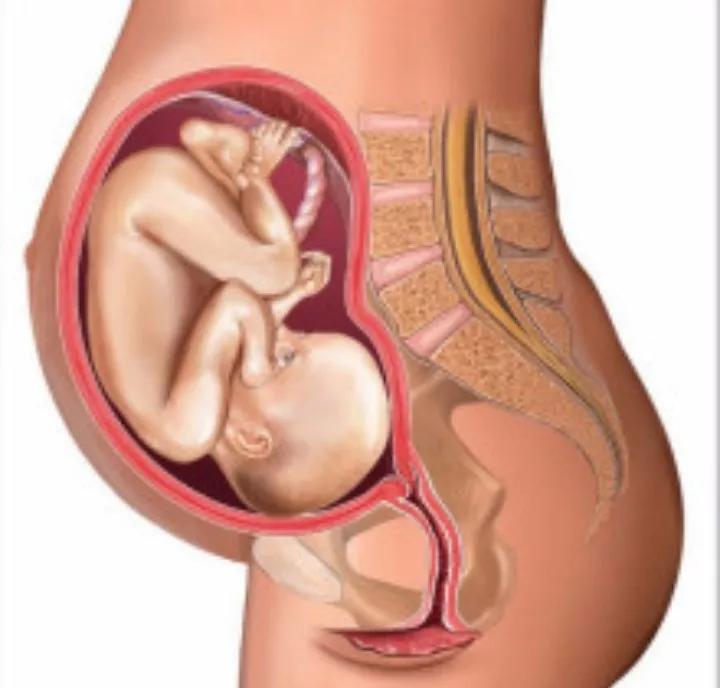 怀孕7个月胎儿大约多沉哪（怀孕七个月的胎儿大概有多少斤？）