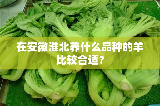 在安徽淮北养什么品种的羊比较合适？