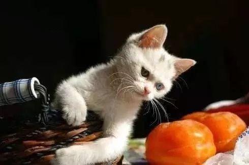 水果柿子能直接吃吗_猫咪多大可以吃自制猫饭_