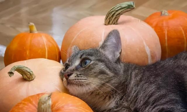 猫咪多大可以吃自制猫饭_水果柿子能直接吃吗_
