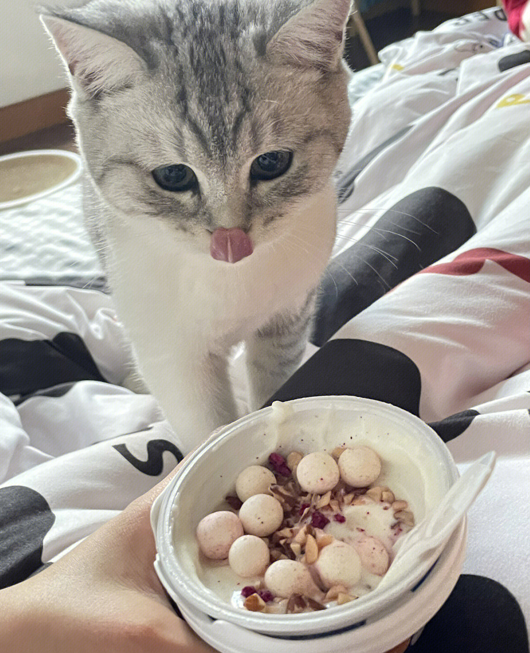 猫咪可以吃酸奶__孕妇可以喝茯苓酸奶吗