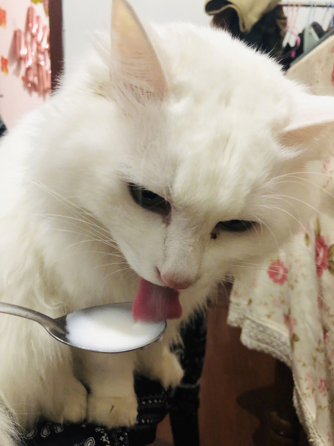 _猫咪可以吃酸奶_孕妇可以喝茯苓酸奶吗